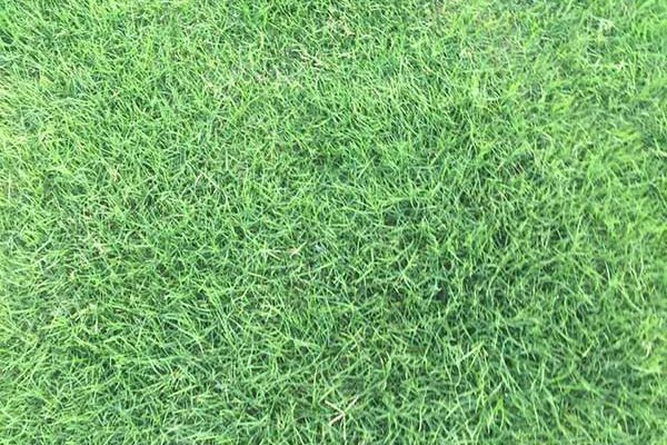 臺(tái)灣草 臺(tái)灣草