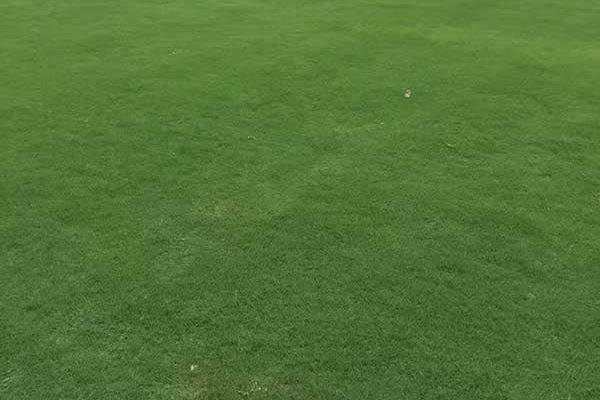 臺(tái)灣草 臺(tái)灣草