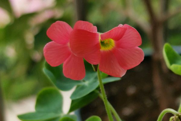 綠葉酢漿草 綠葉酢漿草