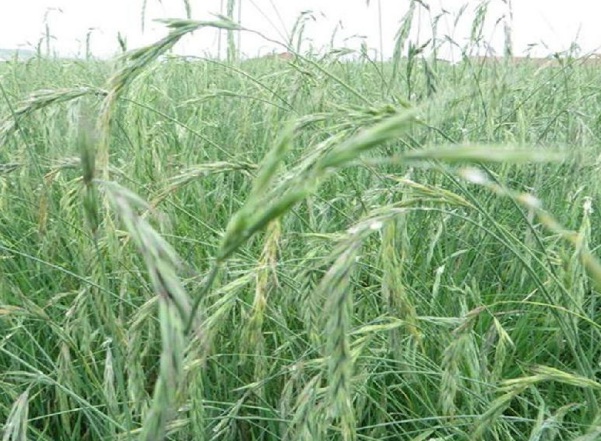 1632796319892703.jpg image.jpg