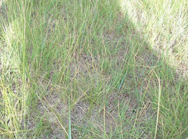 1632796332971799.jpg image.jpg