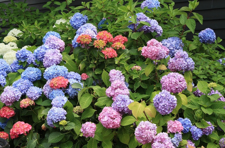 1632809441175390.jpg 繡球1.jpg