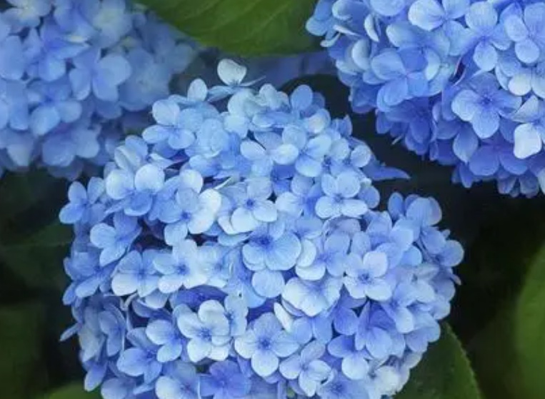 1632809464768530.jpg 繡球2.jpg