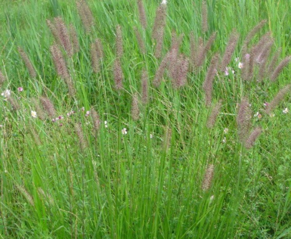 1632816075939517.jpg image.jpg