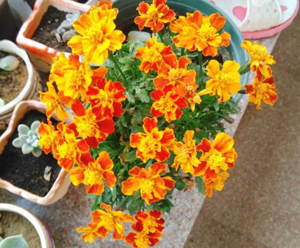 1632823049680840.jpg image.jpg