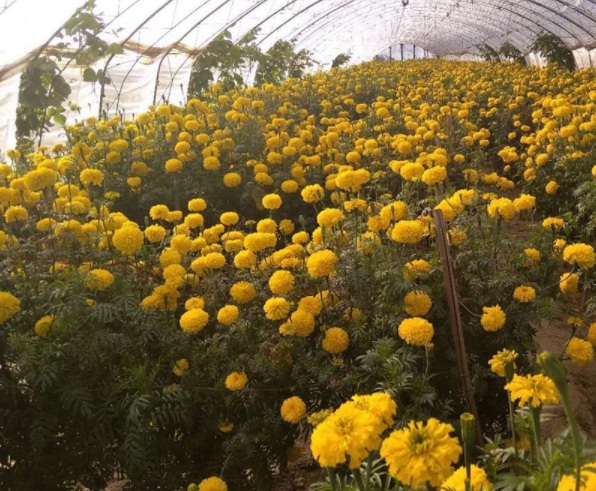 1632823082651431.jpg image.jpg