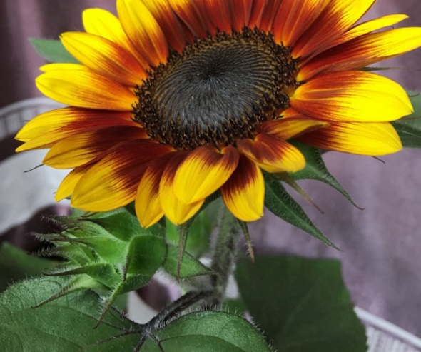 1632823154176589.jpg image.jpg