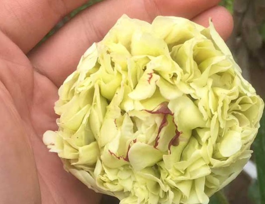 1632824784870809.jpg image.jpg