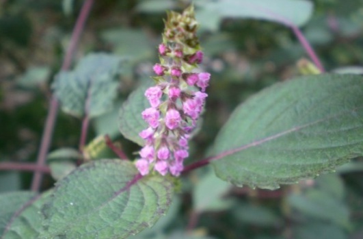 1632824978356518.jpg image.jpg