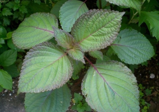 1632824987826256.jpg image.jpg