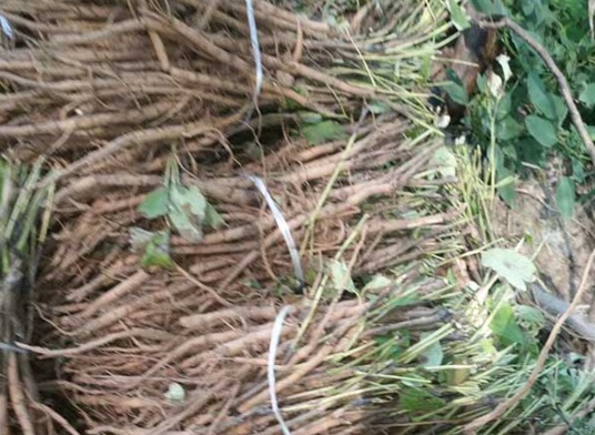 1632828591784773.jpg image.jpg