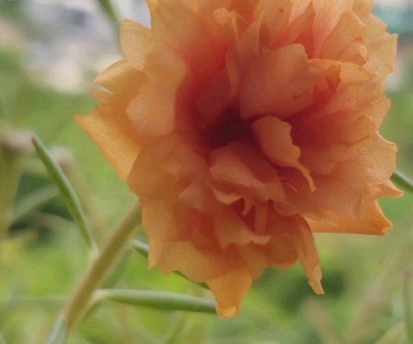 1632829267571690.jpg image.jpg