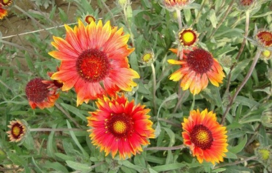 1632829734632573.jpg image.jpg