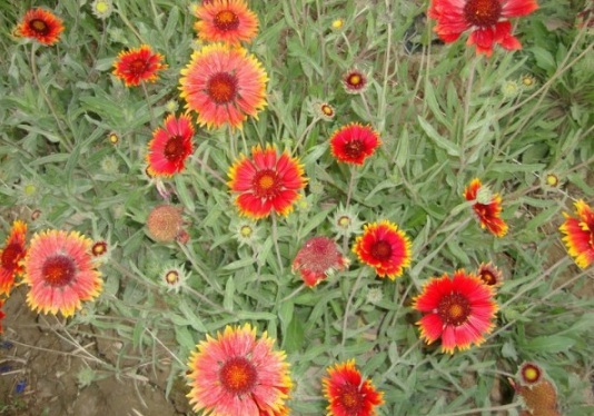 1632829742331172.jpg image.jpg