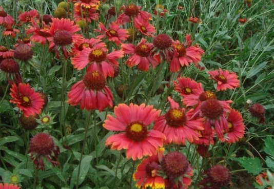 1632829751748897.jpg image.jpg