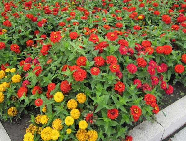 1632835283143136.jpg image.jpg