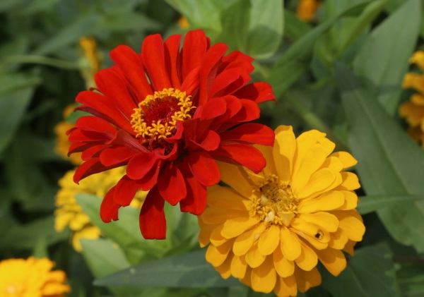 1632835300411925.jpg image.jpg