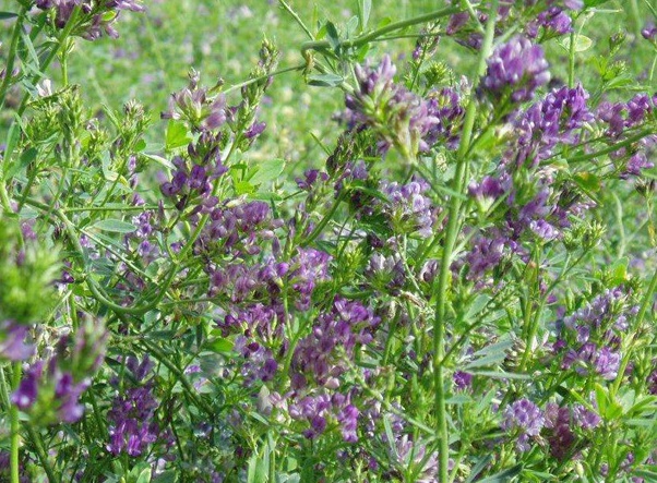 1632836064563887.jpg image.jpg