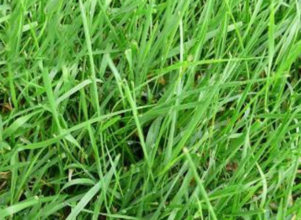 1632837303827250.jpg image.jpg