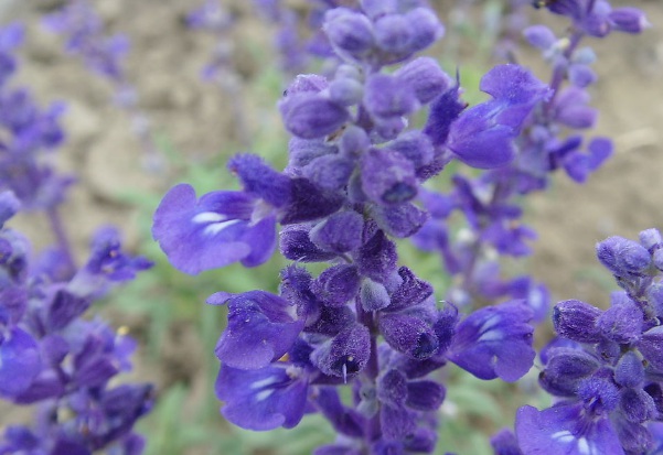 1632837420345194.jpg image.jpg