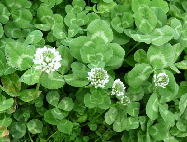 1632872721653461.jpg image.jpg