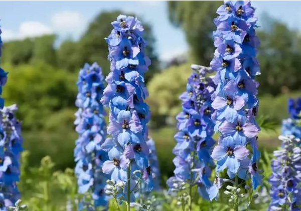 1632874843312527.jpg image.jpg