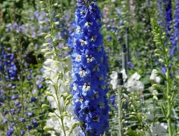 1632874865163126.jpg image.jpg