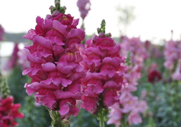 1632874973196381.jpg image.jpg