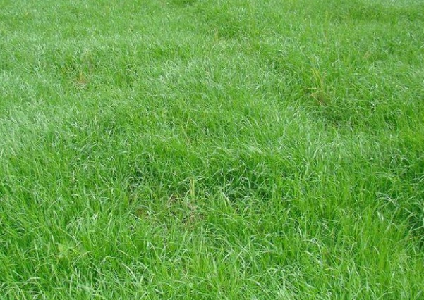 1632875490430049.jpg image.jpg