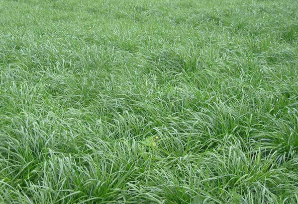 1632876117526342.jpg image.jpg