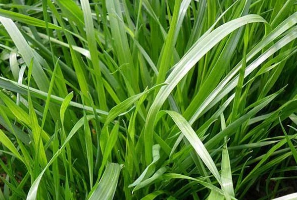 1632876147620564.jpg image.jpg