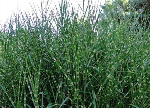 1632881657484938.jpg 1632881657484938.jpg