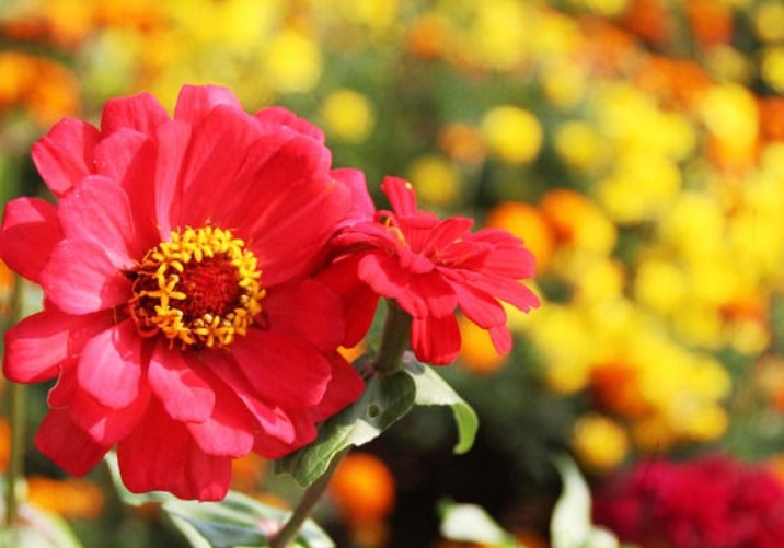 1632902902235621.jpg 太陽(yáng)花11111111111.jpg