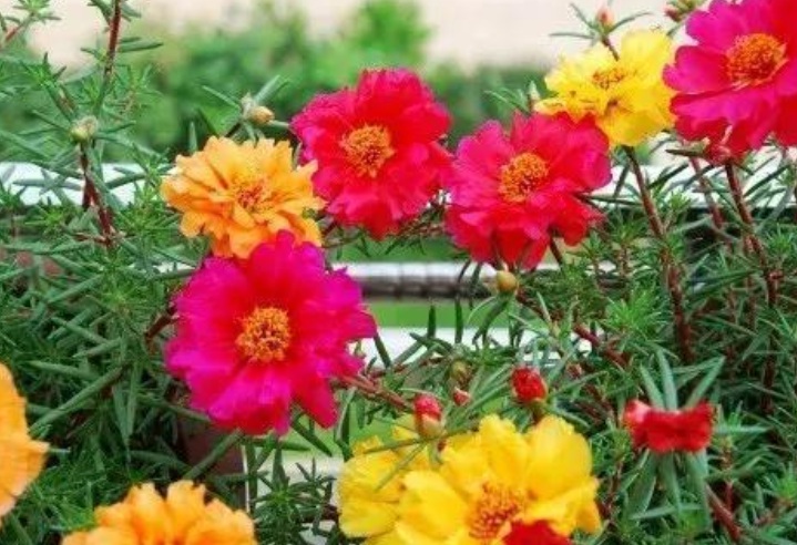 1632902926401777.jpg 太陽(yáng)花222222222222222.jpg