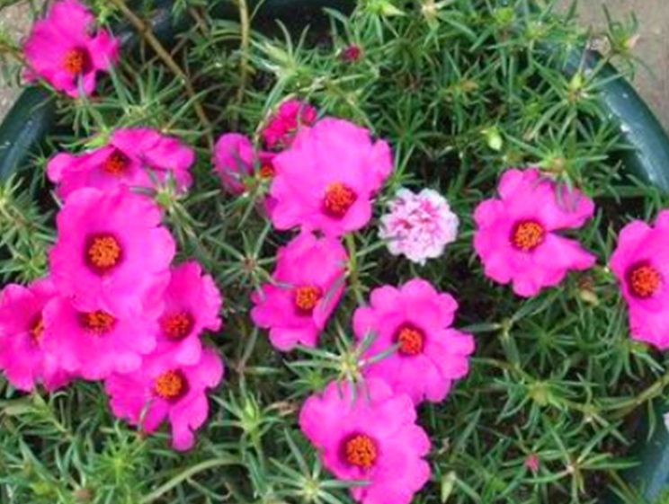 1632902943670888.jpg 太陽(yáng)花333333333333.jpg