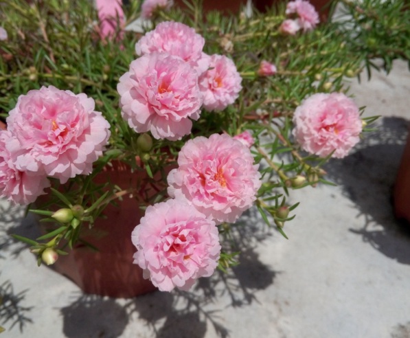 1632903956470841.jpg image.jpg