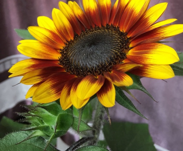 1632904418370017.jpg image.jpg