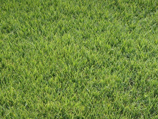 結(jié)縷草 結(jié)縷草