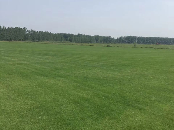 果嶺草草坪圖片 果嶺草草坪圖片