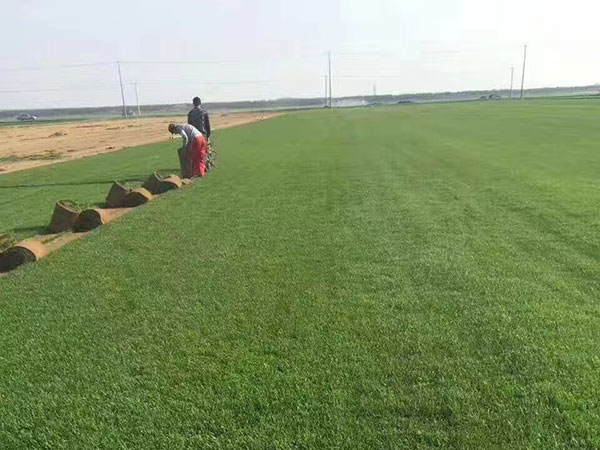 早熟禾草坪圖片 早熟禾草坪圖片