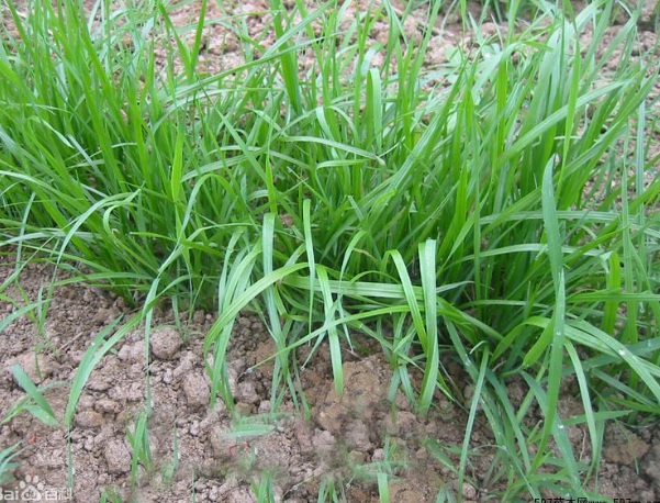 1632962360770753.jpg image.jpg