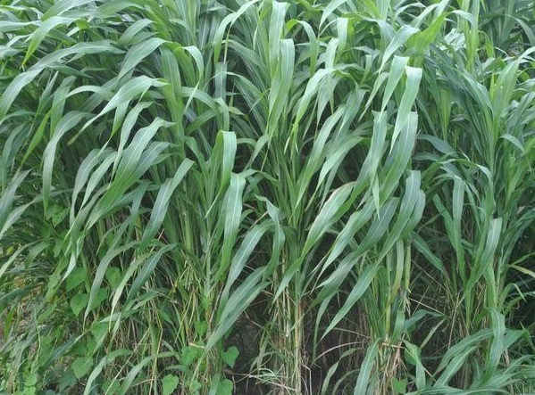 1632964018144265.jpg image.jpg