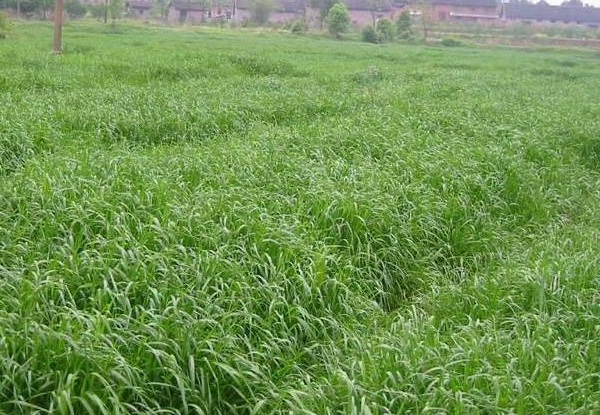 1632964030348112.jpg image.jpg