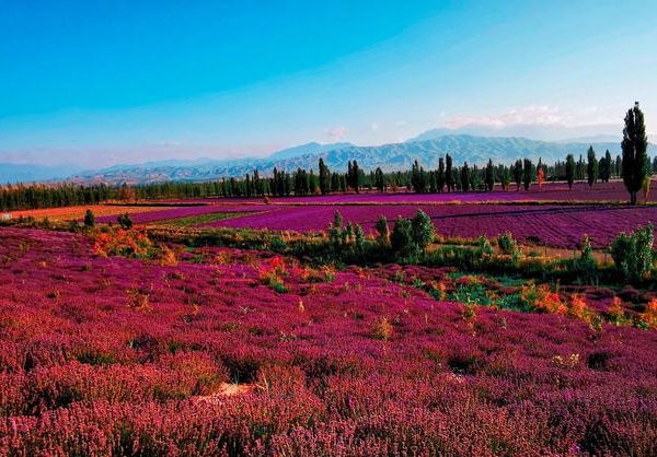 1632964095324215.jpg image.jpg