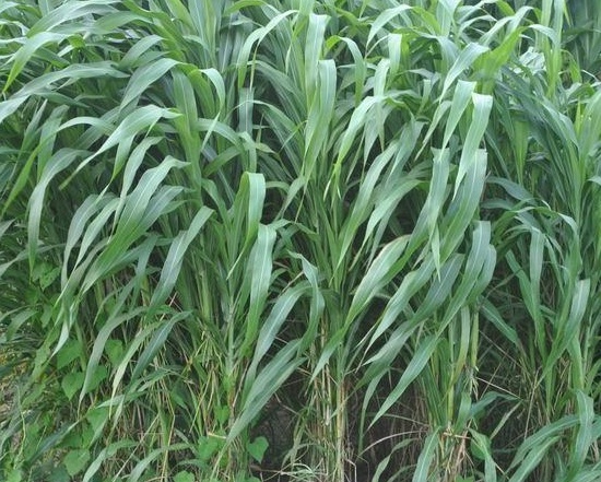 1632964440481915.jpg image.jpg