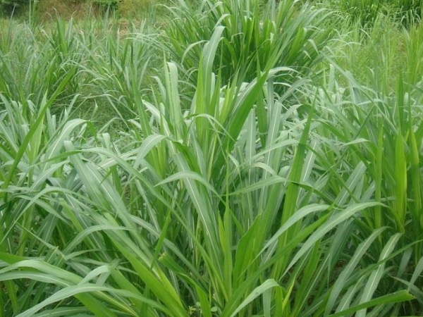 1632964516871817.jpg image.jpg