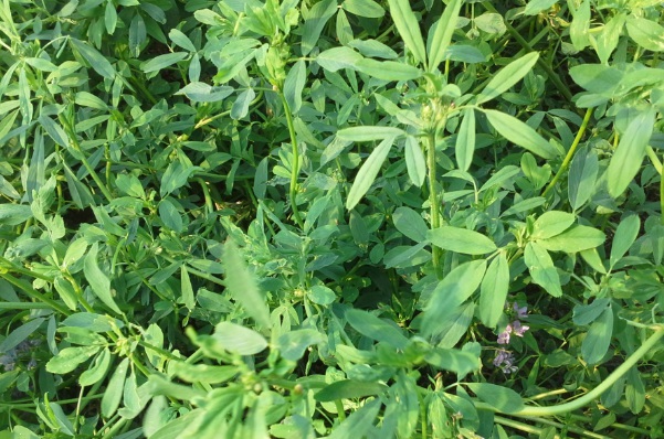 1632964952437911.jpg image.jpg