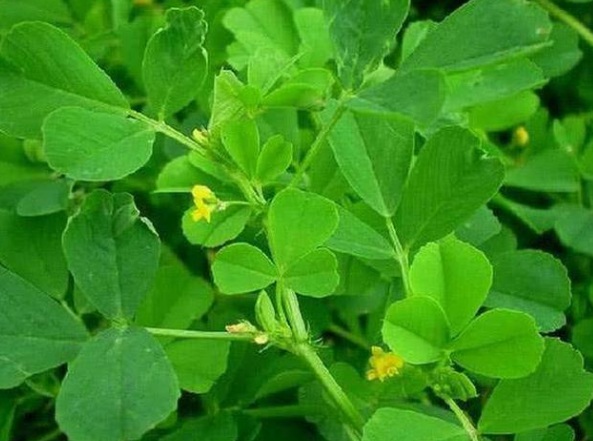 1632964989494379.jpg image.jpg