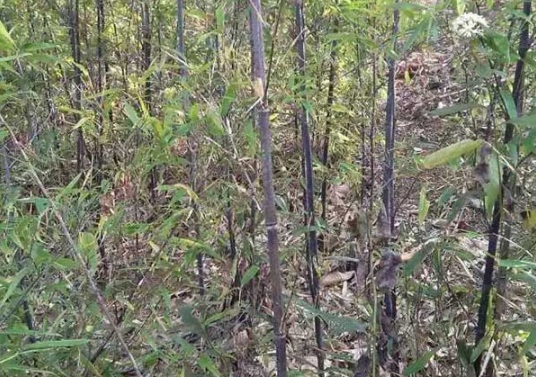 1632970895776796.jpg image.jpg