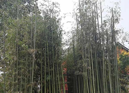 1632972654314191.jpg image.jpg